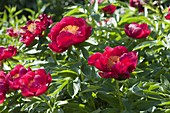 Paeonia 'Charles Burgess' (Peony)