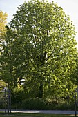 Populus lasiocarpa (Großblatt-Pappel)