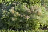 Spice or sweet fennel (Foeniculum vulgare var. Dulce)