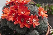 Rebutia krainziana