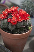 Rebutia krainziana