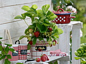 Freshly harvested strawberries and strawberry plants in pot