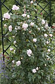 Rosa 'New Dawn' (climbing rose), healthy, frequent flowering