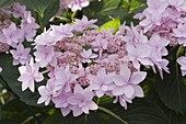 Hydrangea 'You and Me Forever' (Hortensie)
