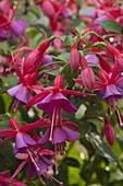 Fuchsia 'Beacon Red-Blue'