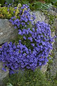 Campanula portenschlagiana (Polster-Glockenblume)