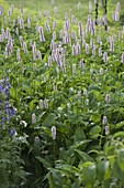 Polygonum bistorta 'Superbum' (meadow knotweed)