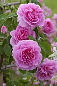 Rosa 'Gertrude Jekyll' (English fragrance rose)