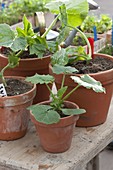 Jungpflanzen von Cucumis (Gurken) und Zucchini (Cucurbita) in Tontöpfen