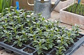 Seedlings of Antirrhinum 'Princess White' (snapdragon) in potted tray