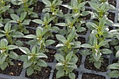Jungpflanzen von Antirrhinum 'Princess Weiß' (Löwenmäulchen) in Topfplatte