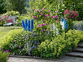 Summer bed with roses and delphinium