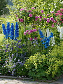 Summer bed with roses and larkspur