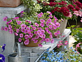 Calibrachoa Celebration 'Lipstick pink' (magic bells)