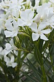 Nerium oleander 'Soeur Agnes' (Weißer Oleander)