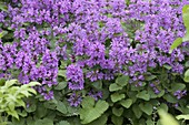 Stachys grandiflora 'Superba' (Purple Sweetgum)