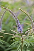 Veronicastrum virginicum syn Veronica virginica (medicinal speedwell)