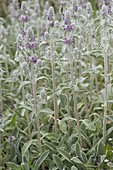 Stachys byzantina (Wollziest)