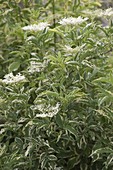 Sambucus nigra 'Variegata' (White elderberry)