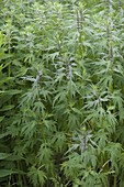 Wild lemon balm (Leonurus cardiaca) in the meadow