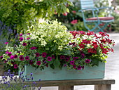 Nicotiana (ornamental tobacco), Petunia Sunpleasure 'Improved Purple' (petunia)