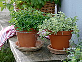 White and green oregano