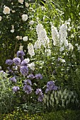 Campanula glomerata 'Caroline' (Knäuelglockenblume), Delphinium elatum