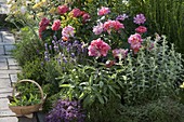 Summer bed with roses and herbs