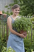 Young woman with sage (Salvia officinalis) in pot