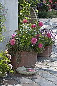Rosa 'Dan Poncet' (Generosa rose) by Guillot, repeat-flowering, light fragrance