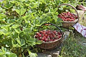 Körbe mit frisch gepflückten Erdbeeren (Fragaria ananassa)