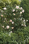 Pink 'Jayne Austin' (English rose), double flowering