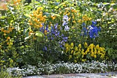 Blue-yellow perennial bed