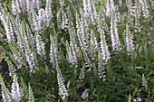 Veronica longiflora 'Schneeriesin' (Ehrenpreis)