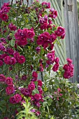 Rosa 'Flammentanz' (Climbing rose), robust, single flowering