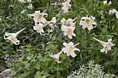 Lilium formosanum 'White Crane' (Formosa-Lilie)