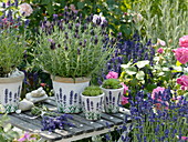 Crested lavender (Lavandula stoechas), lavender 'Hidcote Blue' (lavender)