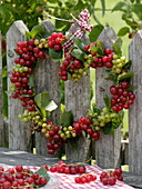 Heart made of currants (Ribes) hung on a fence