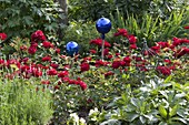 Rosa 'Lilli Marleen' (Floribundarosen) mit blauen Rosenkugeln