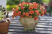 Calibrachoa Celebration 'Orange Red' (Zauberglöckchen)