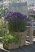 Duft-Terrasse mit Lavendel