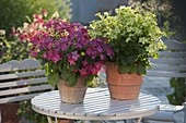 Nicotiana alata 'Sensation Red' 'Lime Green' (ornamental tobacco) in terracotta pot