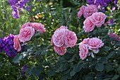 Rosa 'Royal Bonica' (Beetrose) mit stark gefüllten Blüten