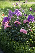 Rosa 'Royal Bonica' (Beetrose) mit stark gefüllten Blüten