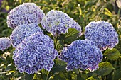 Hydrangea macrophylla 'Bavaria' (Zweifarbige Hortensie)