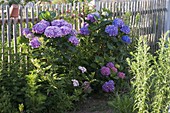 Hydrangea macrophylla (Hydrangea) in a cottage garden