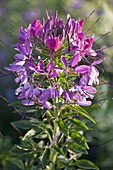 Cleome spinosa 'Fliederfarbe' (Spinnenpflanze)