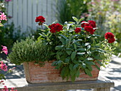 Pelargonium zonale 'Magnus Brillant Velvet' (geranium), thyme