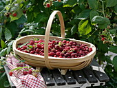 Korb mit frisch gepflückten Himbeeren (Rubus)