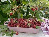 Rosa Auflaufform mit frisch gepflückten Himbeeren (Rubus)